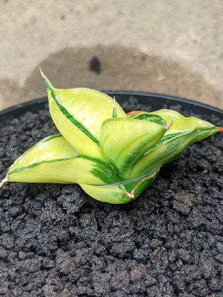 19. Hybrid Black Pearl (jarang beredar) 