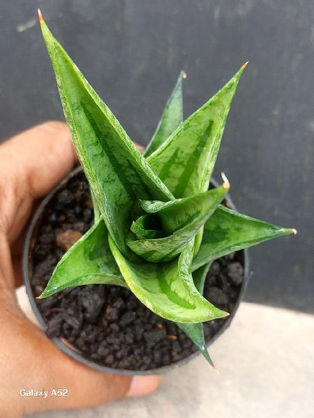 52.  Hybrid IJO ROYO" . Rare