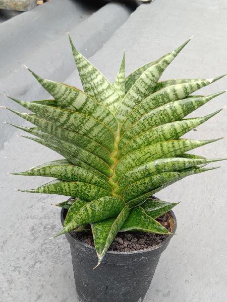 160. Hybrid Sindoro