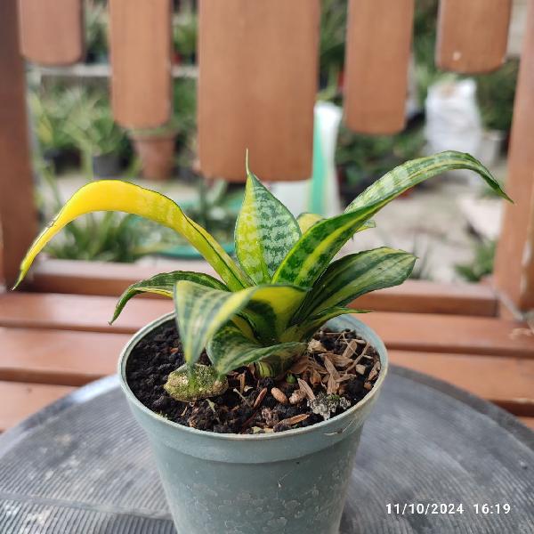 No. 5 Sansevieria hybrid Marga variegata