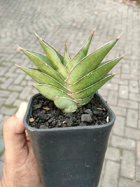 59. Hibrid Rachel
