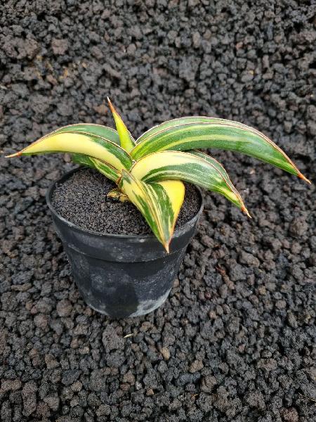 No.126 Robusta yellow Var