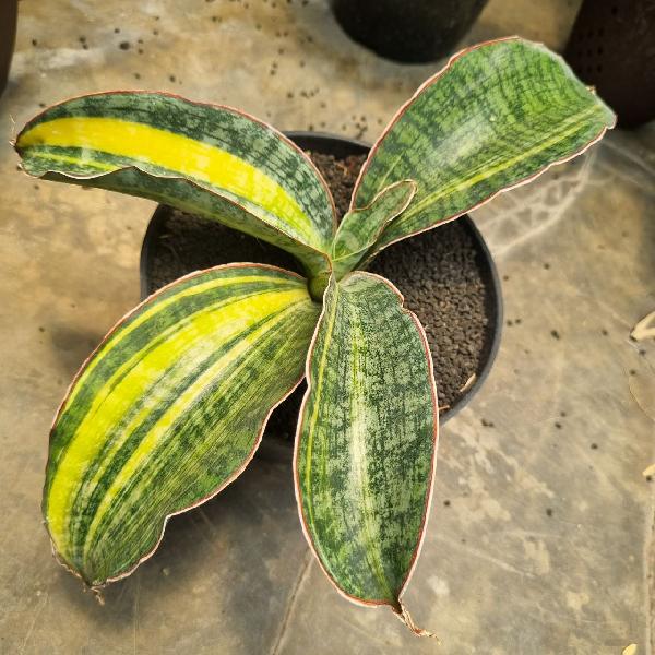 Phupamont variegata