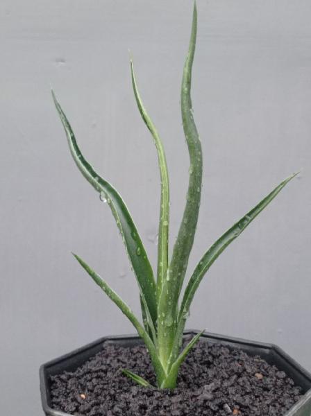 02. S. Draviera ( Dracaena x Sansevieria )