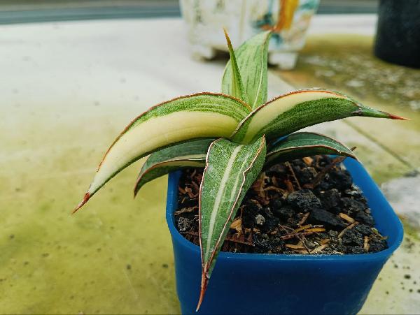 167. Hybrid Mutia
