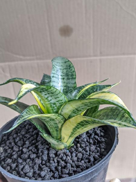 105.HYBRID MARGA var