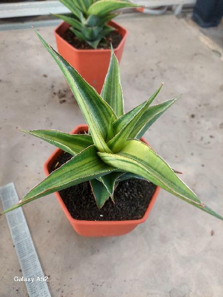 26. Hybrid MAYA var 