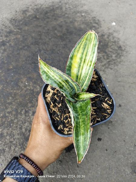 06.macropila variegata