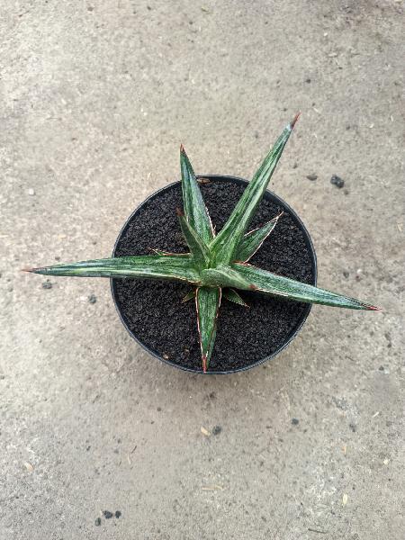 22. All Night Star White Variegated