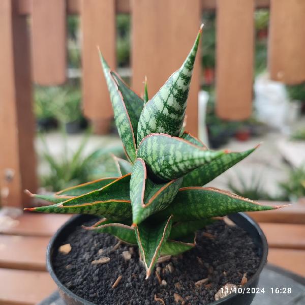 No. 7 Sansevieria hybrid Borneo