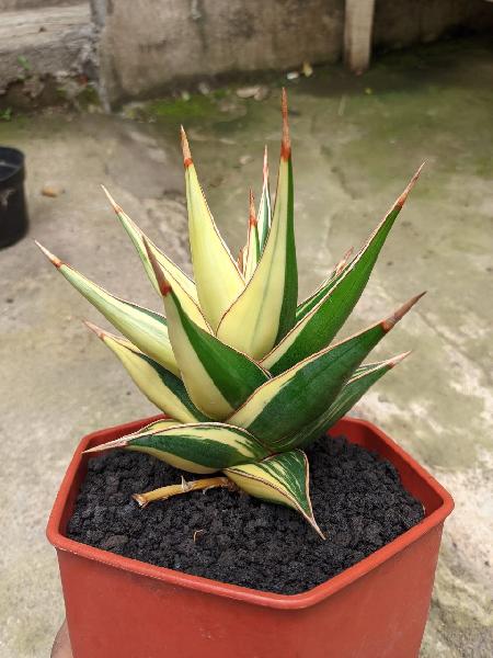 1. Pinguicula Variegated (big)