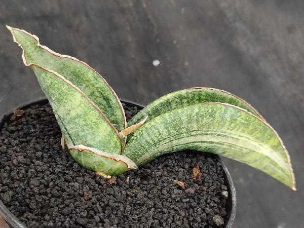  161. ZIMBABWE white variegated