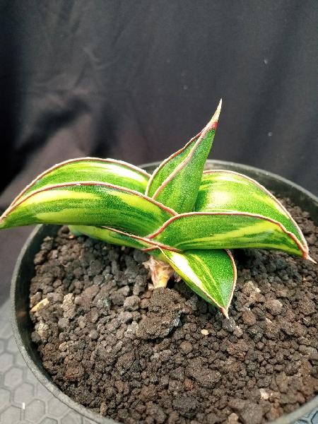 40. Robusta Dwarf Var