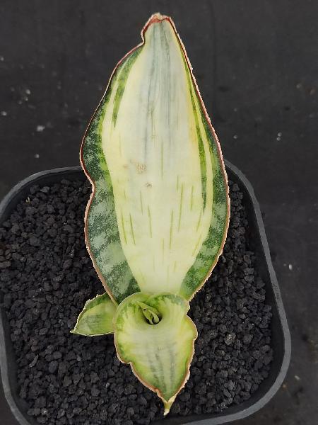 190. DRAGON COMPACTA white variegated