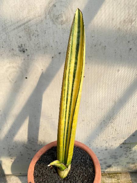 64. SINUS ZIMBABWE VARIGATA