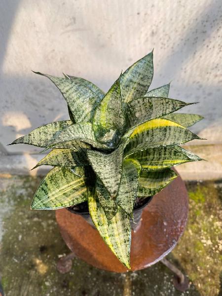63. HYBRID MARGA VARIGATA