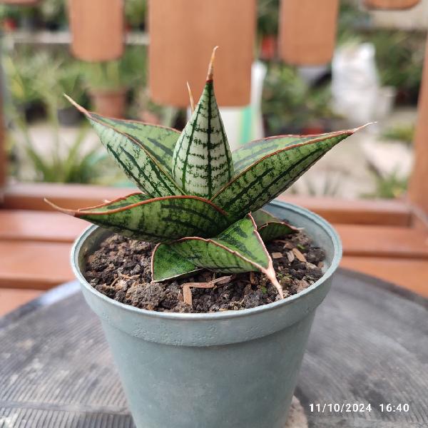 No. 9 Sansevieria hybrid Kaisar