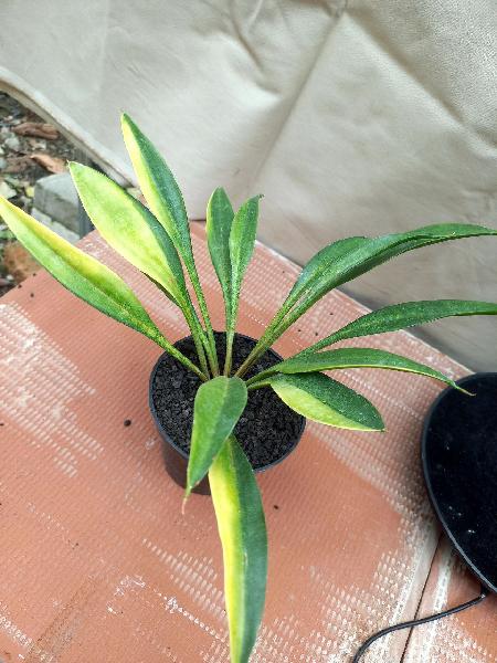 27.  concina lav variegated