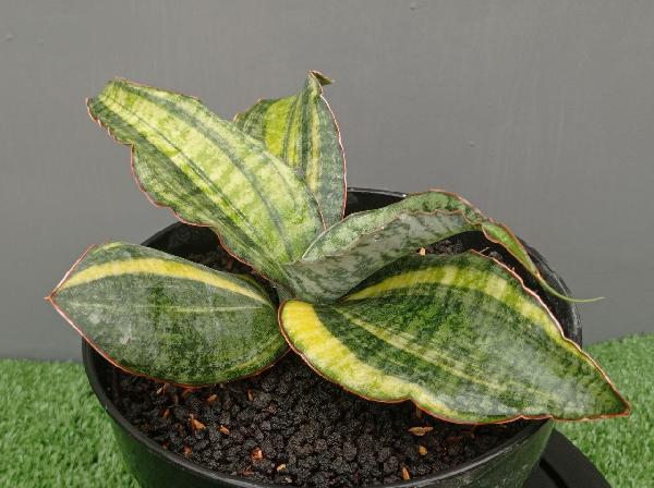 54. S. Kirkii Blue USDA var.