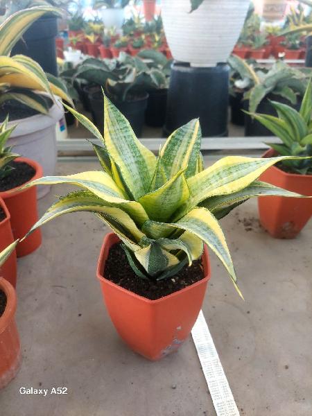 24. Hybrid MARGA  big var  