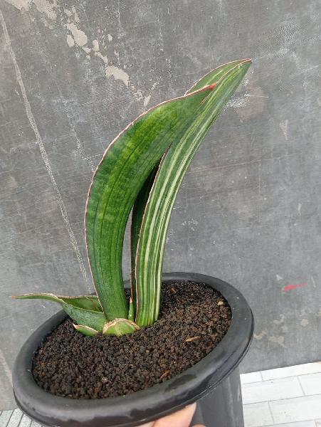 05.giand bad varigata striata