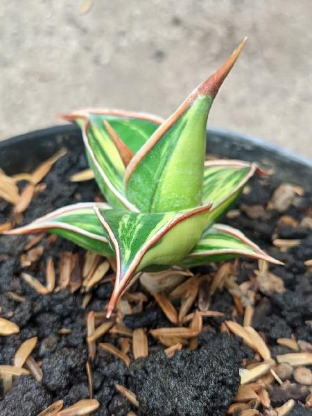 18. Pingui Variegated