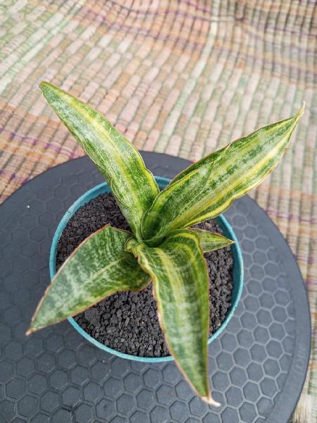 19. Hybrid Nalika