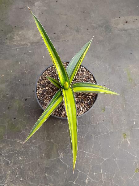 031.DARK GREEN CLONE
