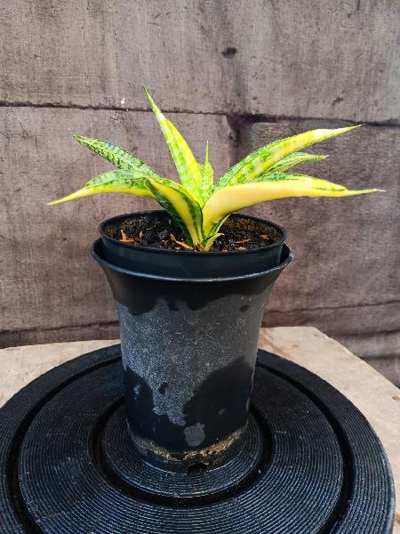 01.kanlayensis silver varigata yellow