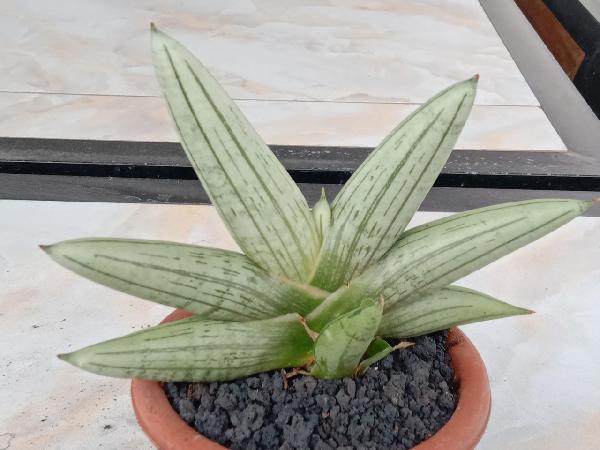 153. Boncel platinum