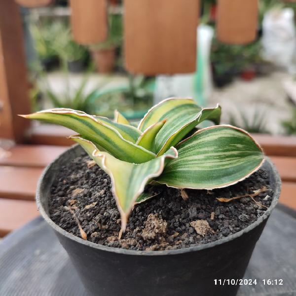 No. 3 Sansevieria Blue Leaf variegata