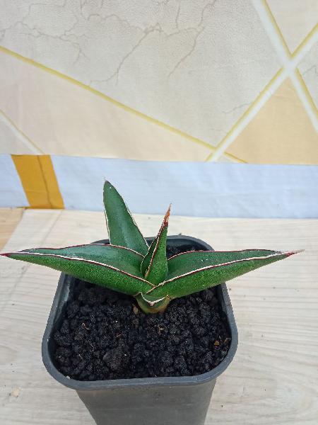 21. Hybrid "BLACK DIAMOND" 