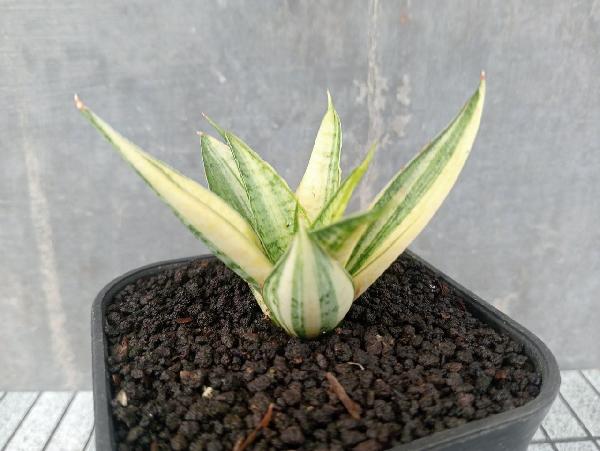01.sweet celery varigata