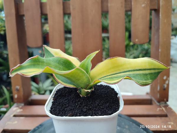 No. 18 Sansevieria Black Rose variegata