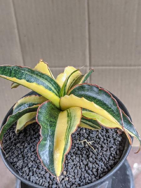 109.HYBRID SOMALEN var