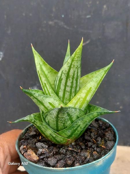 51  Hybrid IJO ROYO" . Rare