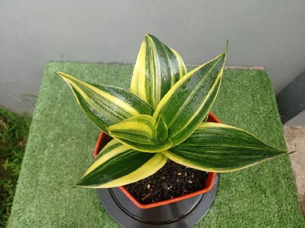 96. S. Greenmould var.