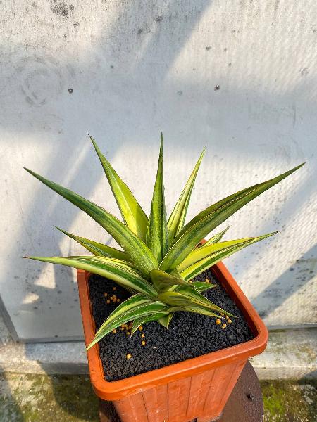 67. HYBRID LUNA VARIGATA