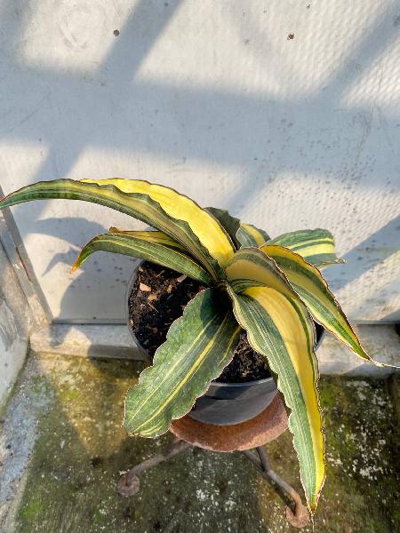 59. DRAGON JADE VARIGATA