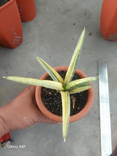 23.  Hybrid MORELA var