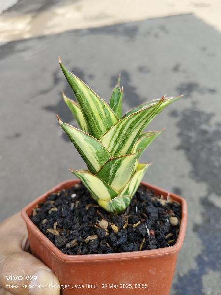3.Tower variegata