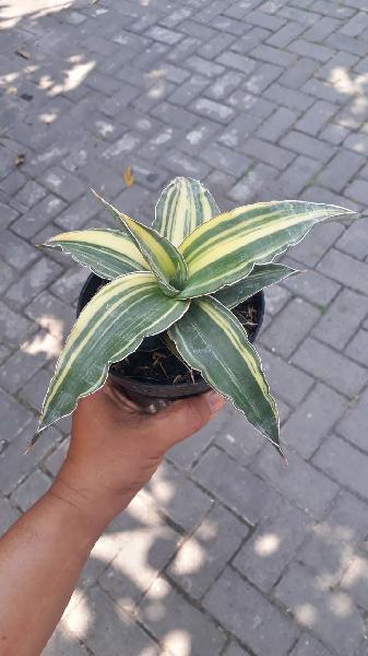 40. Kimayo VARIEGATED