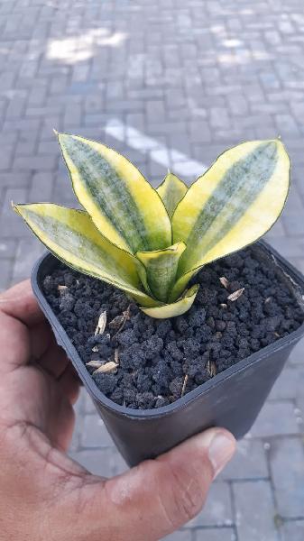 06. Marga VARIEGATED