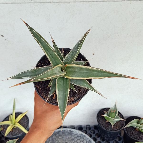085.PINGUI LONGIFOLIA V