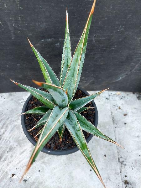 39 . Hybrid pinjol [ pingui x johanesburg ] big size