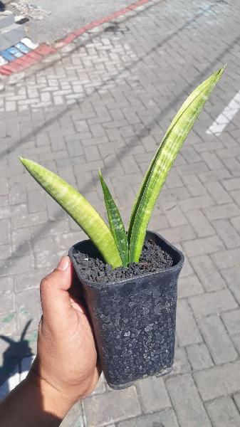 71. Marcopolo VARIEGATED