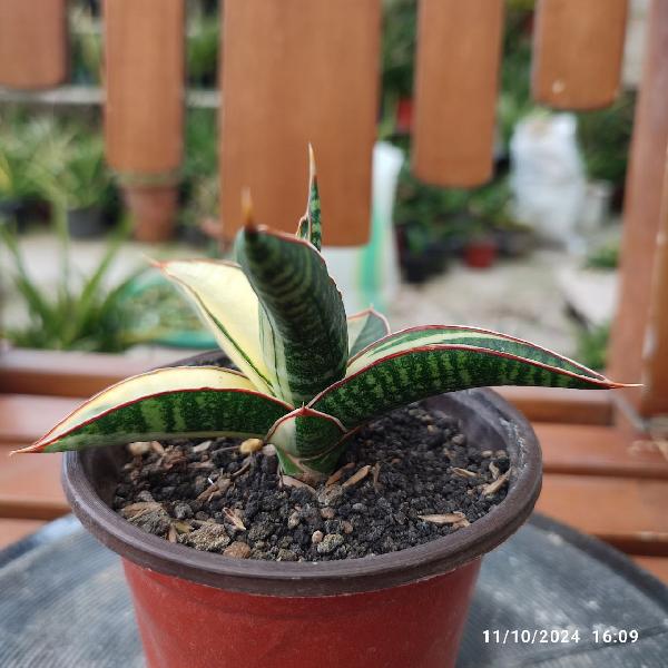 No. 2 Sansevieria hybrid Ferro variegata