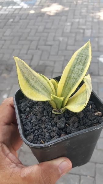 11. Marga VARIEGATED