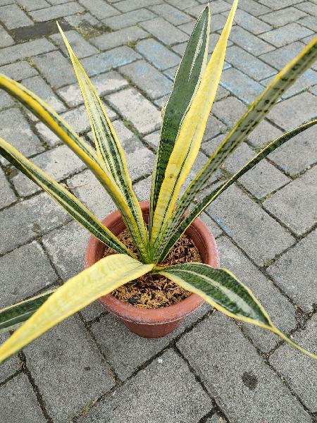 50. Trifasciata Wulandari