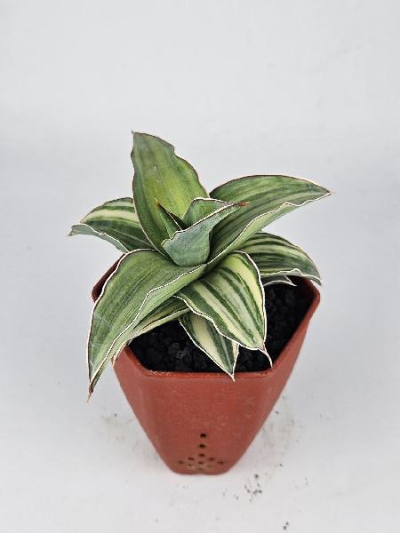 4. S. Blue Leaf White Variegated